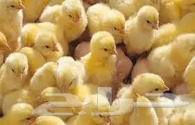 صيصان لاحم ابيض للبيع يوم واحد الحجز اولا على حسب طلب العميل 0