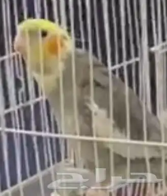 طير كروان مفقود 0