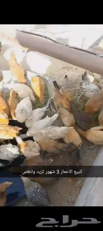 دجاج بلدي اصيل 0