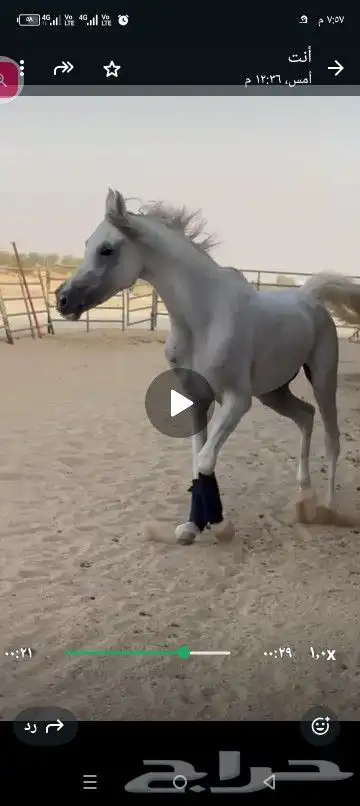 الاسم بشري الحادي عشر الاب الزيم السيف .الام ماسايا دي تي. 3