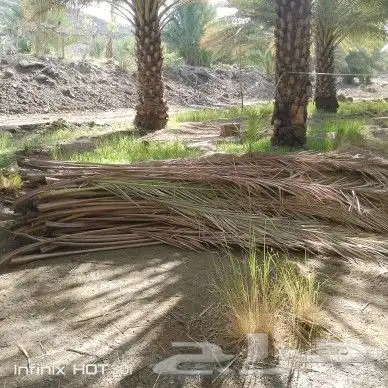 سعف نخل للبيع 8