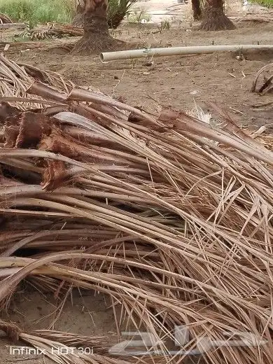 سعف نخل للبيع 7