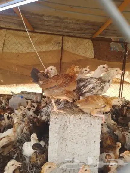 صيصان بلدي انتاج فقاس الوان فواتح 6ريال للحبه 4