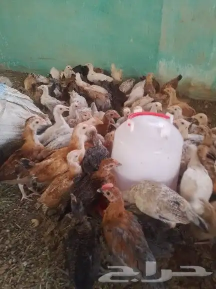 صيصان بلدي انتاج فقاس الوان فواتح 6ريال للحبه 0