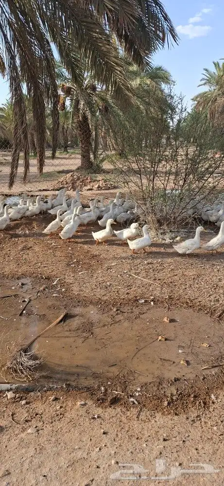 بط بيكيني حجم كبير index