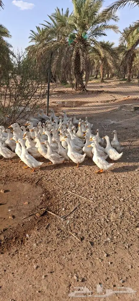 بط بيكيني حجم كبير index