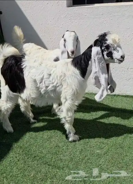 جفرتين عوارض ربد خصم 0