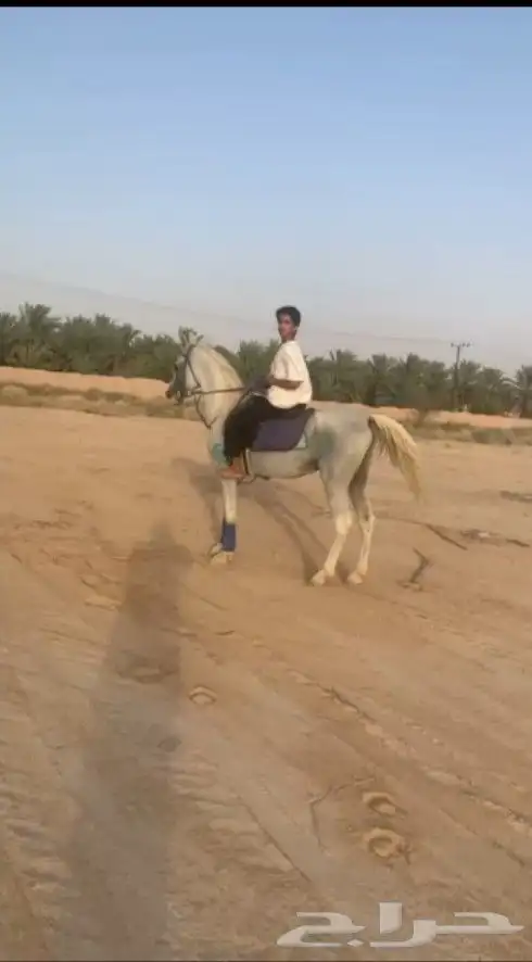 حصان اصفر كفو الكفو 0