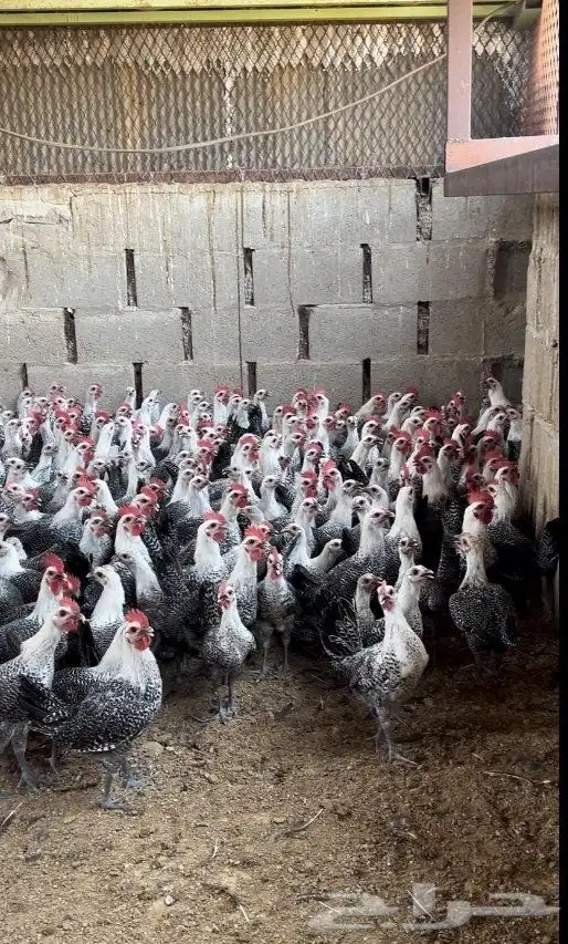 دجاج وديوك فيومي 5