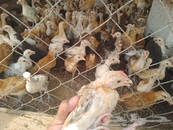 صيصان بلدي انتاج فقاس الوان فواتح 6ريال للحبه 2