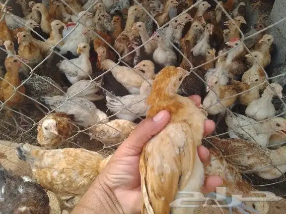 صيصان بلدي انتاج فقاس الوان فواتح 6ريال للحبه 1