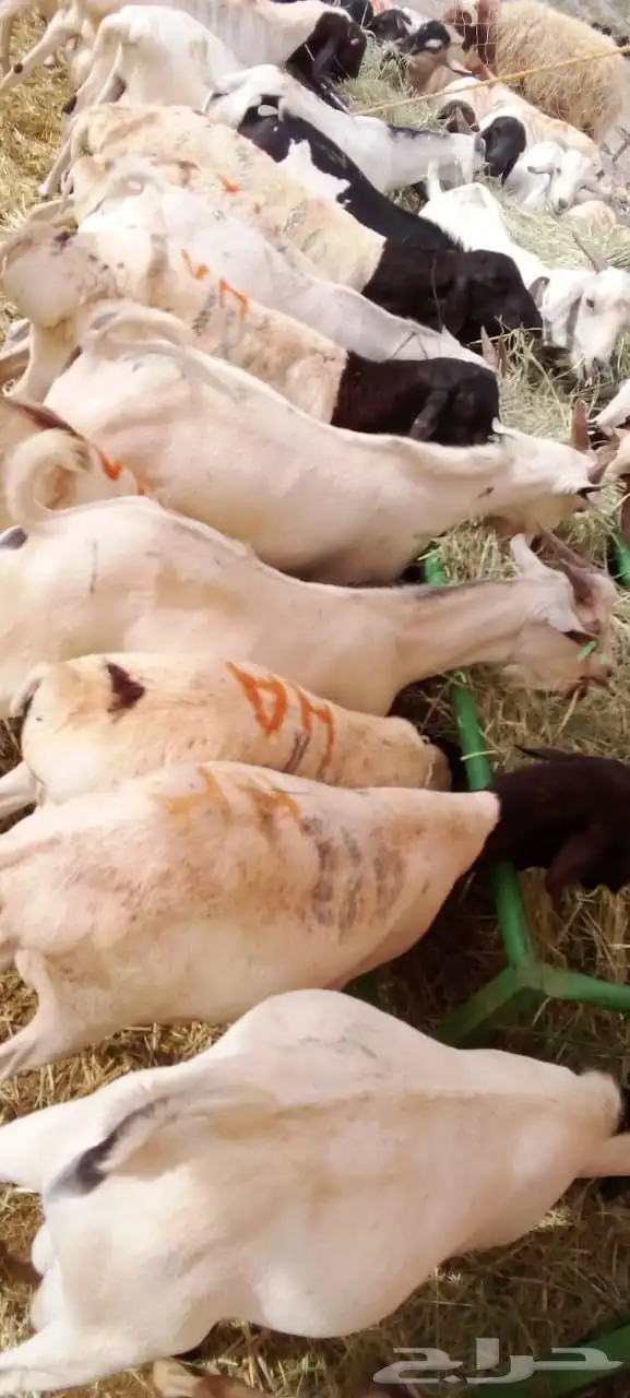 غنم بربري وتيوس صومالي وقعدان وسواكني 8