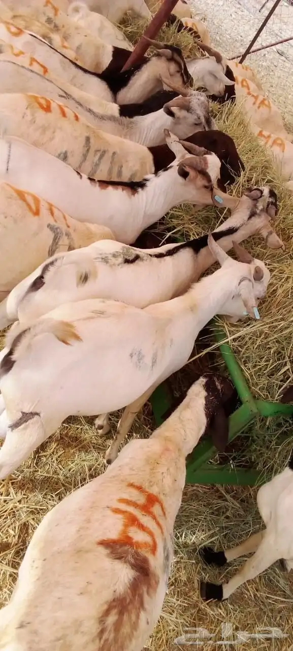 غنم بربري وتيوس صومالي وقعدان وسواكني 10