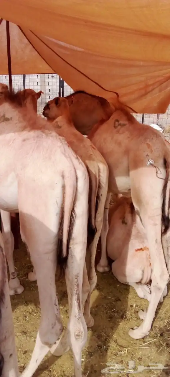 غنم بربري وتيوس صومالي وقعدان وسواكني 2