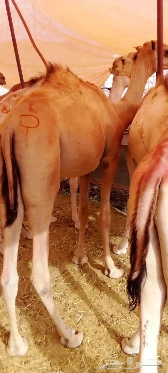 غنم بربري وتيوس صومالي وقعدان وسواكني 0