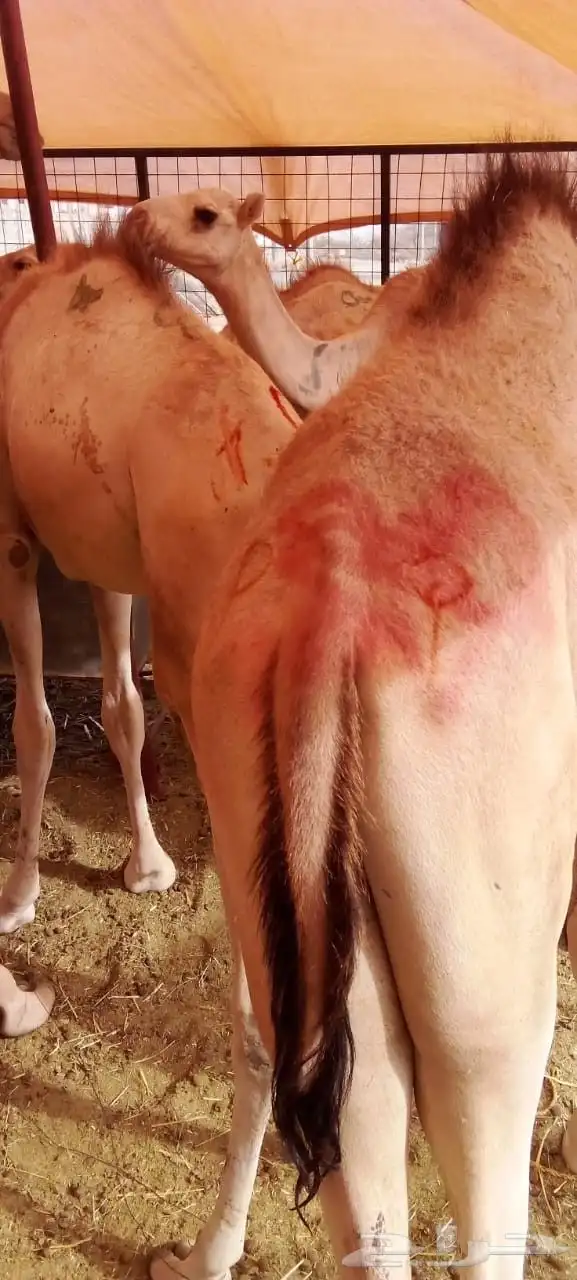 غنم بربري وتيوس صومالي وقعدان وسواكني 4