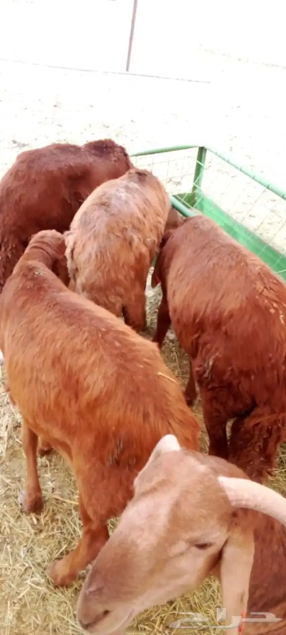 غنم بربري وتيوس صومالي وقعدان وسواكني 14