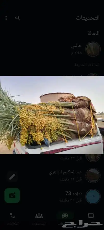 نخل طيب متواجد في مكه الطائف جده النخل خلاص سكري رشودي يموت 5