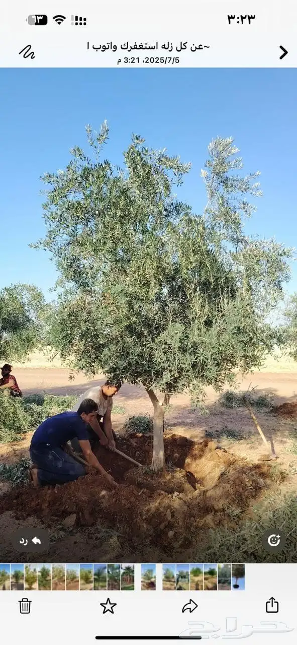 يوجد لدينا زيتون معمر مثمر جميع الأحجام ويوجد وسط ويوجد شتلا 5