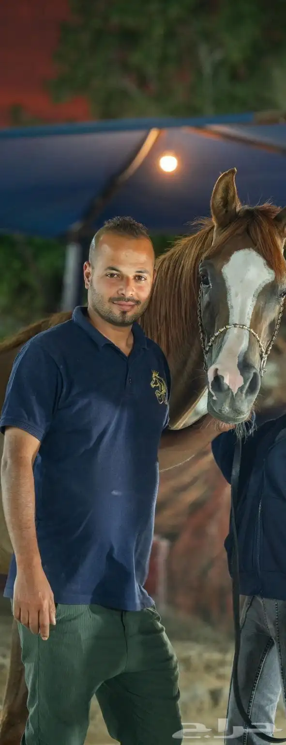 مدرب خيل الجمال خبرة 17سنة استاند تغذية وعلاج جميع حالات الم 0