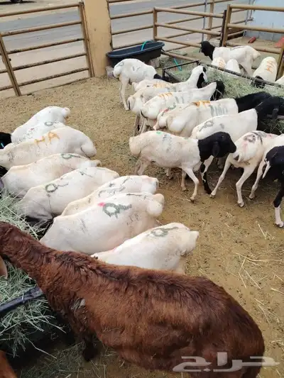 برابر وتيوس خميس مشيط 8