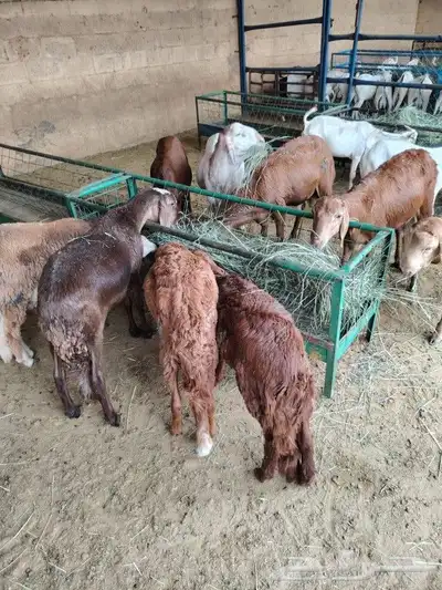 برابر وتيوس خميس مشيط 0