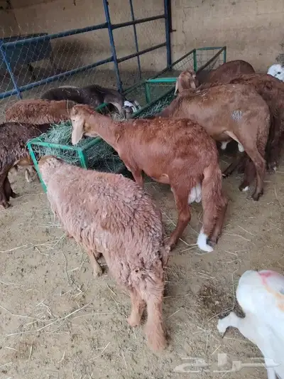برابر وتيوس خميس مشيط 2