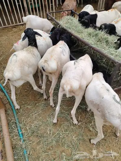 برابر وتيوس خميس مشيط 4