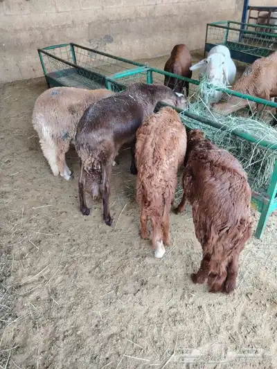 برابر وتيوس خميس مشيط 1