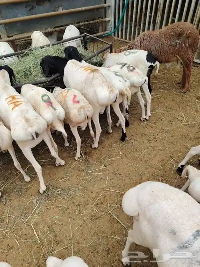 برابر وتيوس خميس مشيط 5