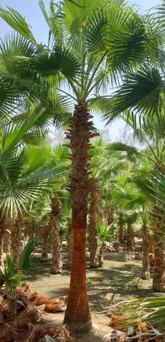 نخيل واشنطني جميع المقاسات ونوصل جميع مناطق المملكة بأسعار م 2