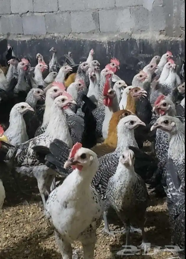 دجاج وديوك فيومي 3