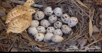بيض سمان 1