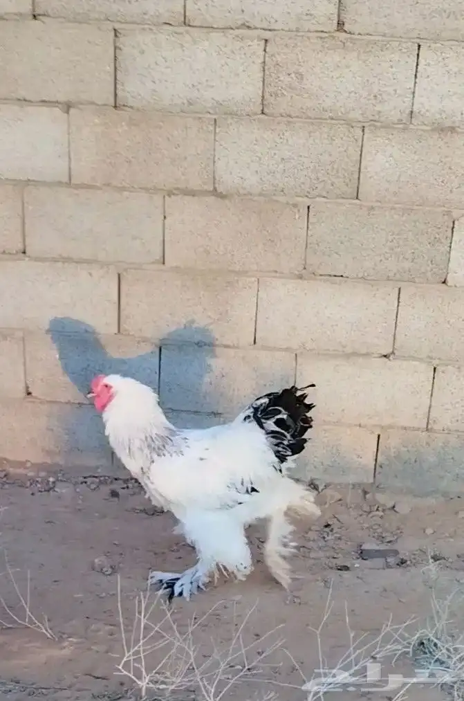 دجاج براهما كونك كلمبي اصلي منتج 2