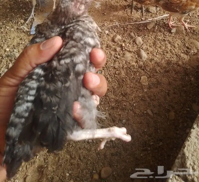 صيصان بلدي انتاج فقاس الوان فواتح 6ريال للحبه 3