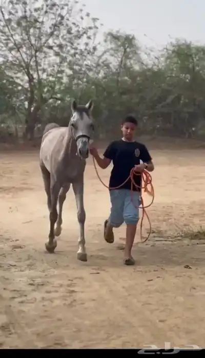 حصان شعبي للبيع 1