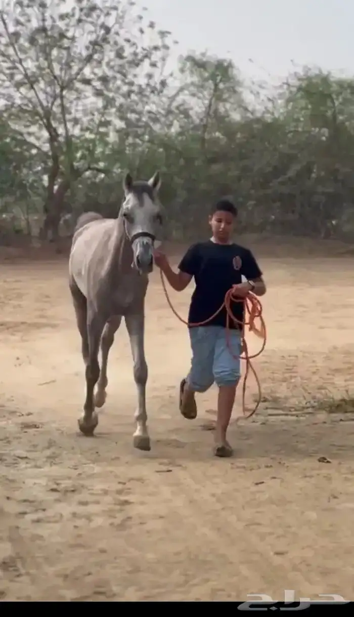 حصان شعبي للبيع 1