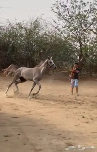حصان شعبي للبيع 4
