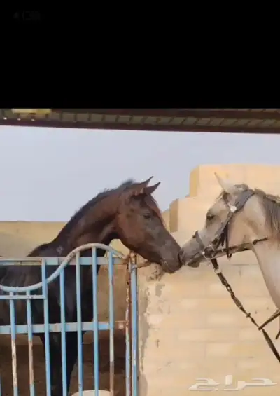 حصان شعبي للبيع 0