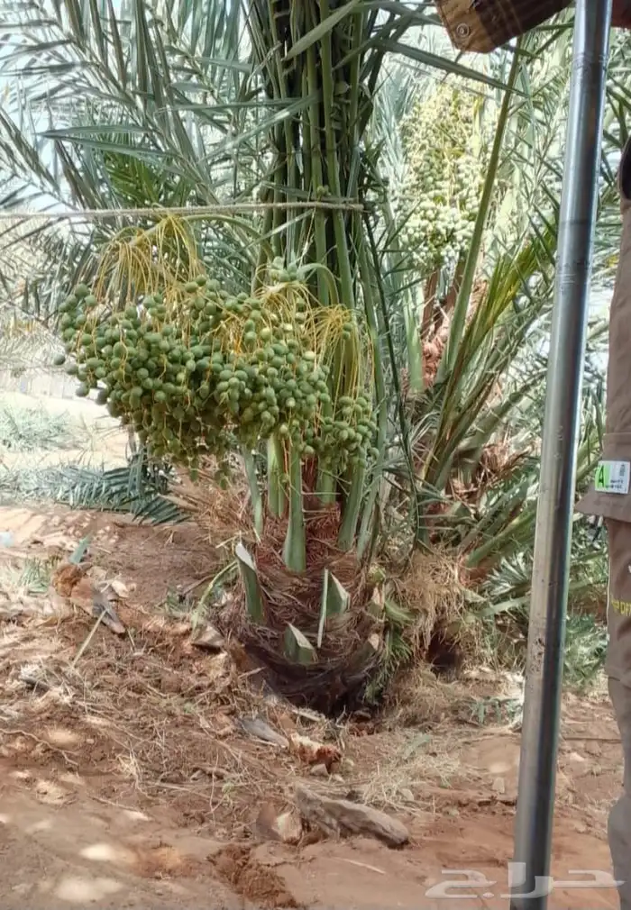 نخل طيب متواجد في مكه الطائف جده النخل خلاص سكري رشودي يموت 0
