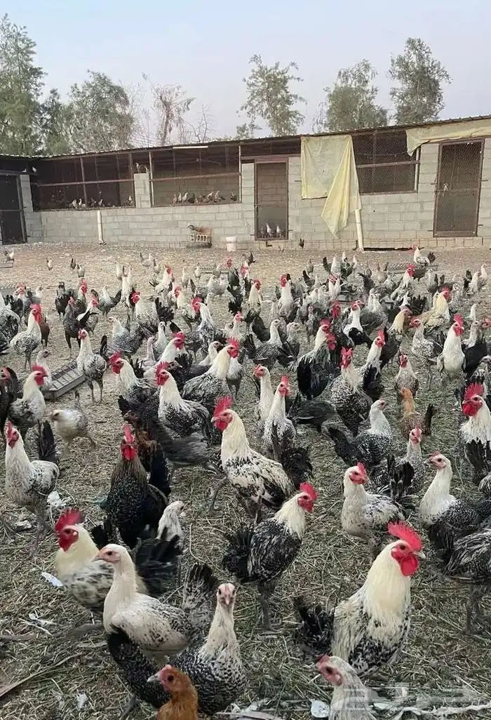 دجاج وديوك فيومي 1