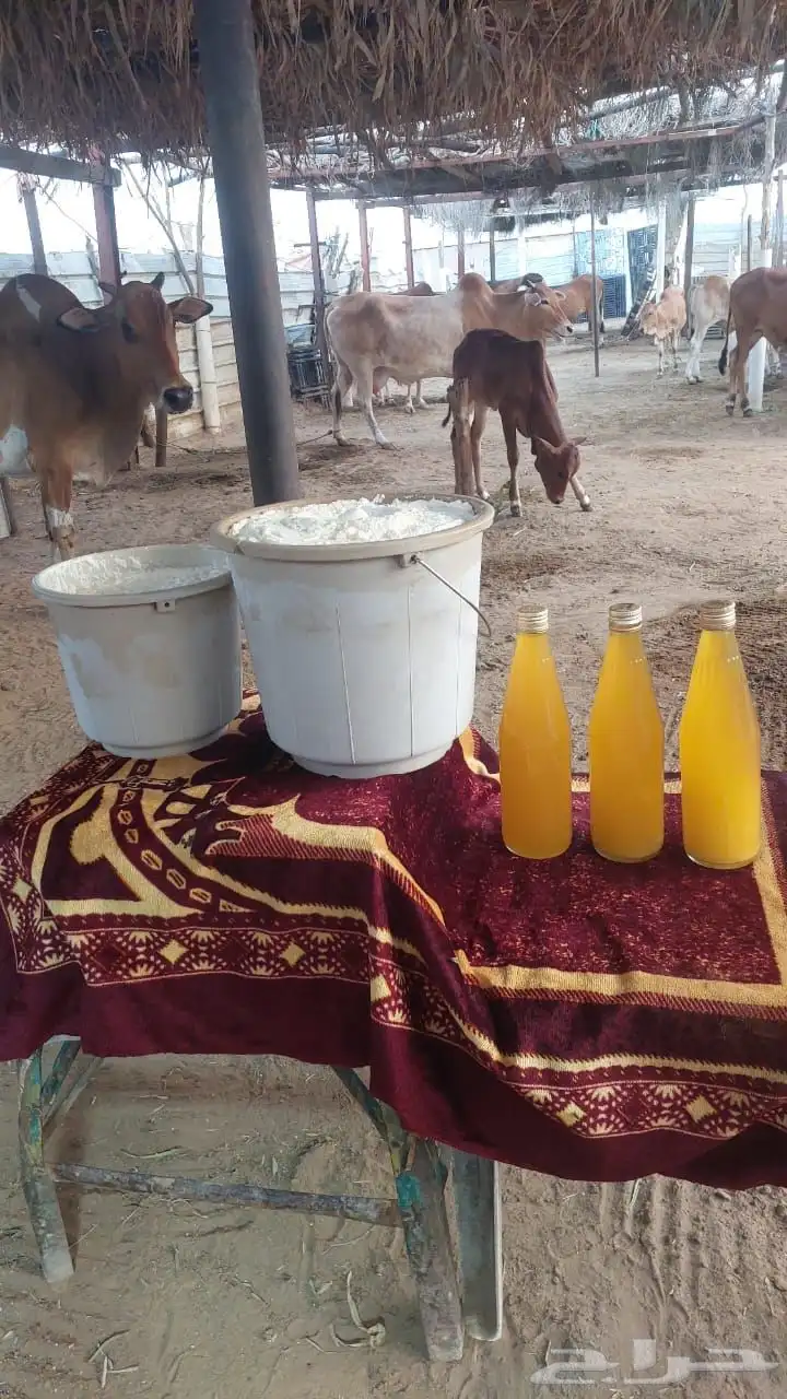 ماشاءالله سمن على الشرط 3
