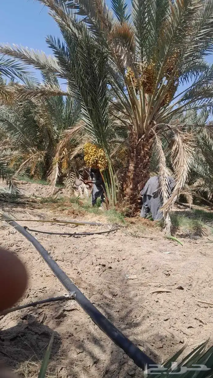 نخل طيب متواجد في مكه الطائف جده النخل خلاص سكري رشودي يموت 1