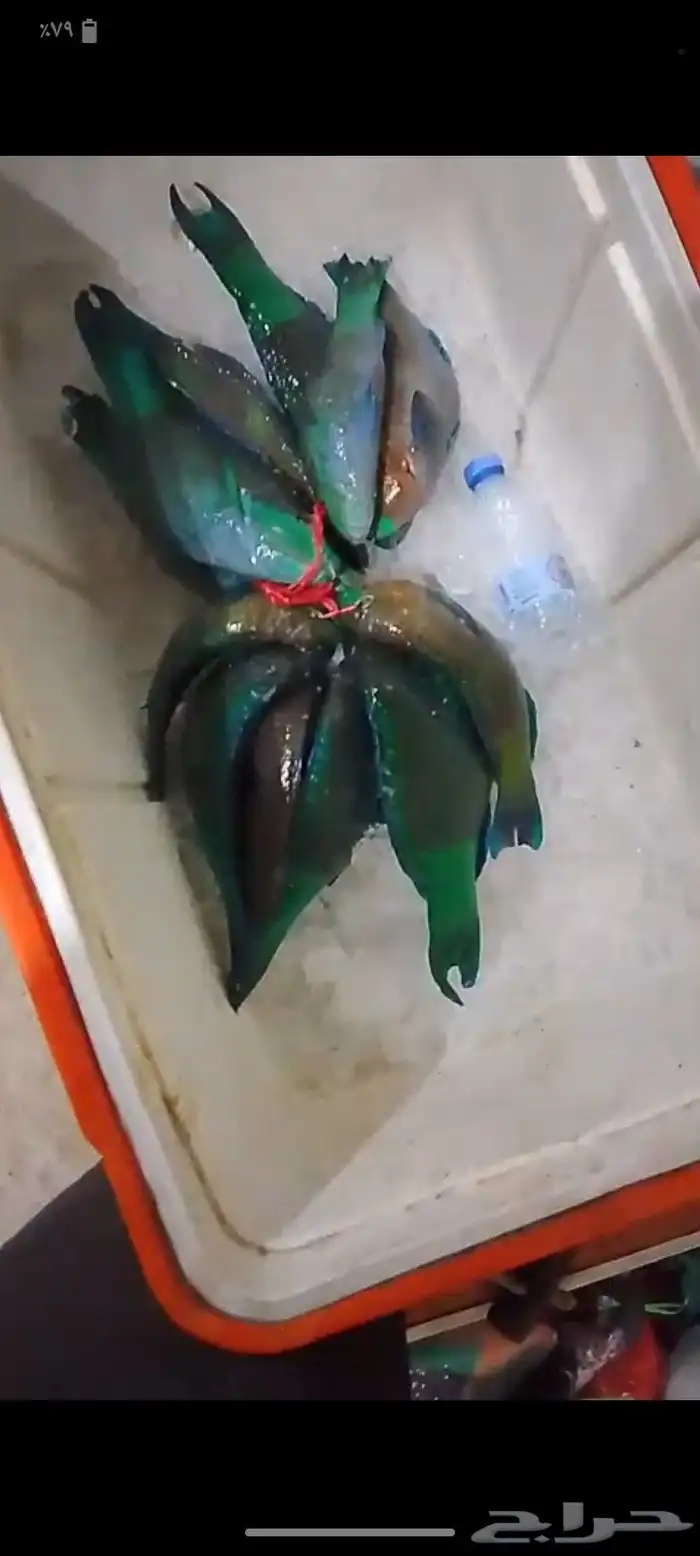 سمك صيد مبرد وطازج كميات 0