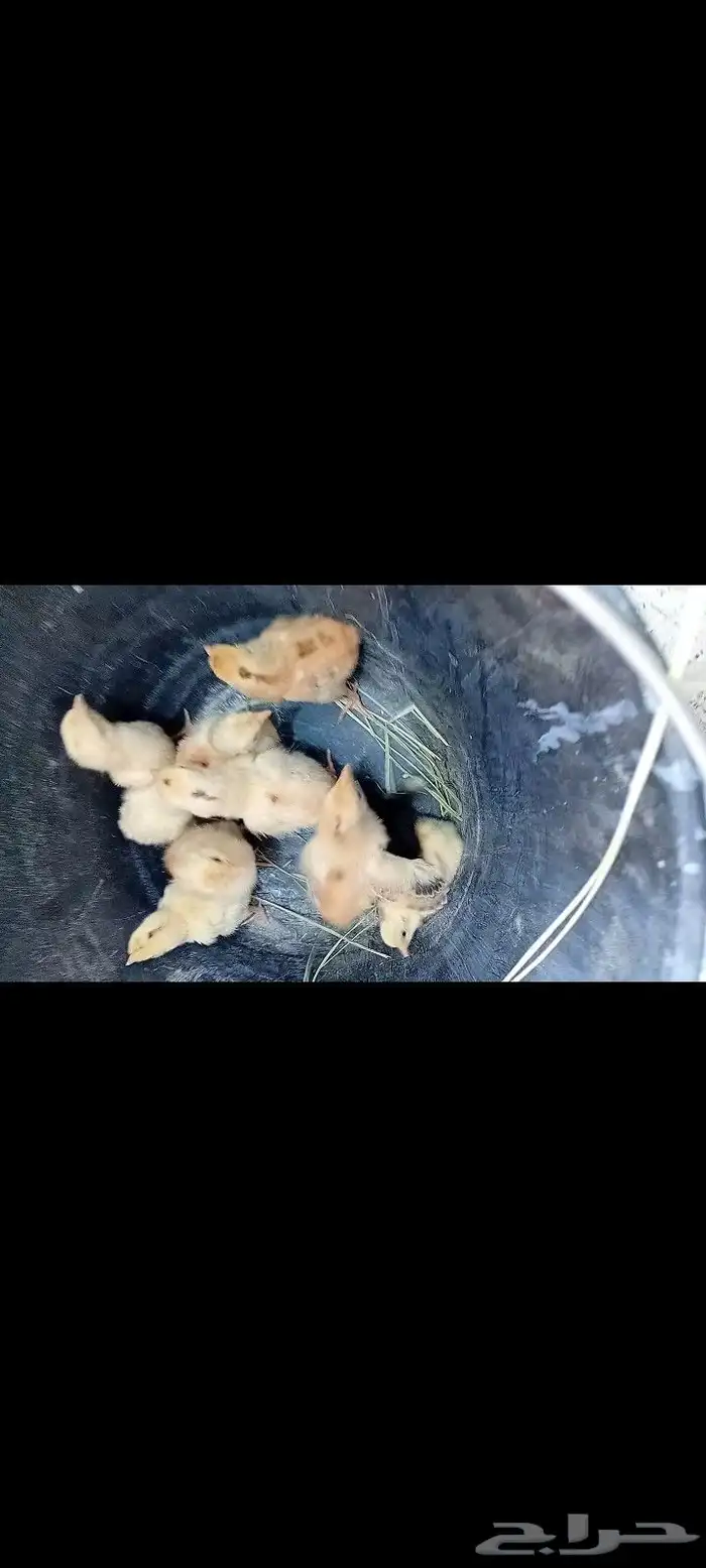 للبيع دجاجه عربي اصيل 1