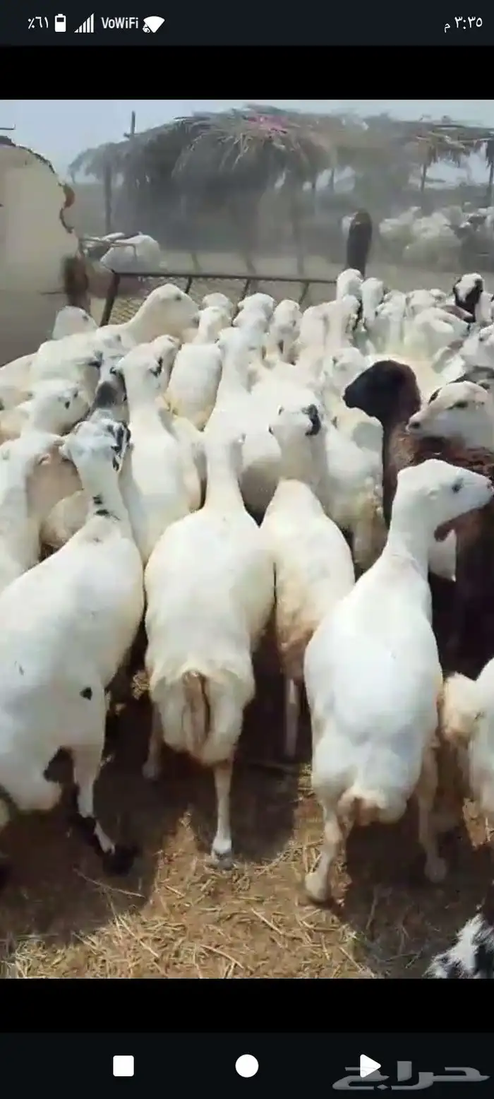 اعرض. لكم. ضان. رفيديات. 0