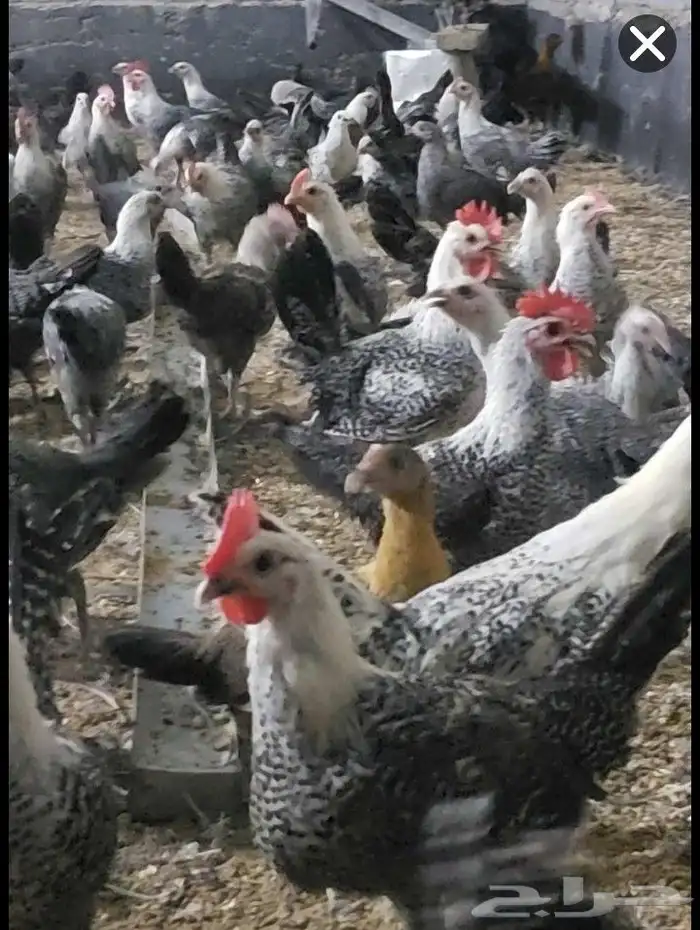 دجاج وديوك فيومي 2