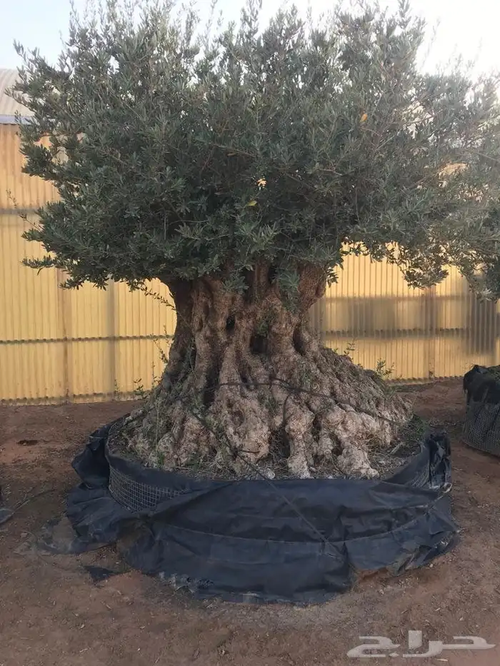 يوجد لدينا زيتون معمر مثمر جميع الأحجام ويوجد وسط ويوجد شتلا 7