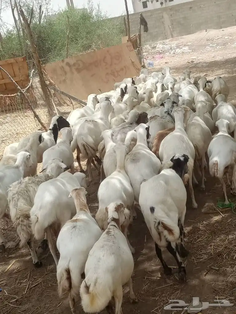 ضأن للبيع العدد 60رس قريب رفيدي 0