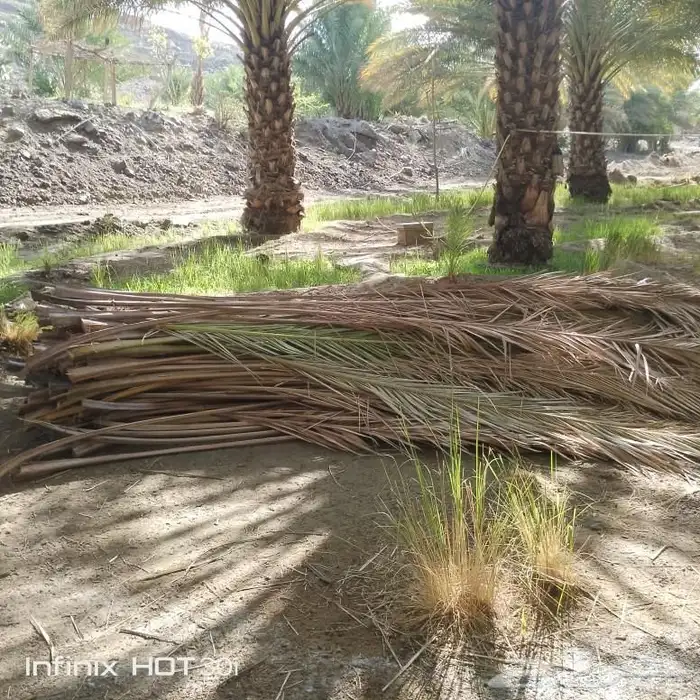 سعف نخل للبيع 3